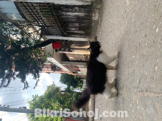 Parsiyan Cat Female